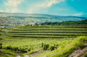 Podgoria Silvania's Vineyards and Hills